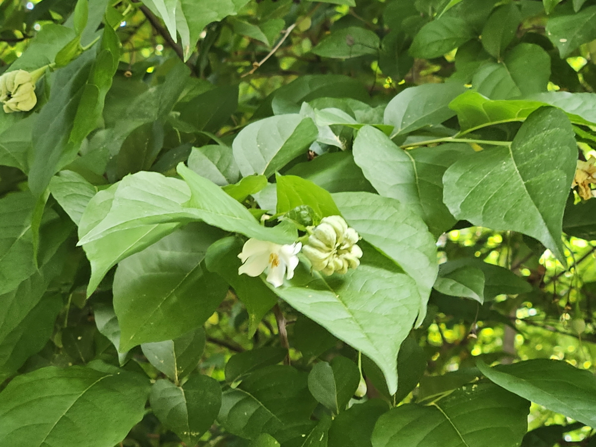 때죽납작진딧물 충영1