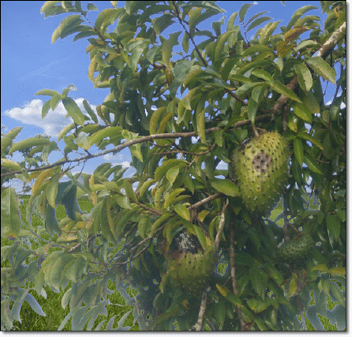 그로비올라 나무 