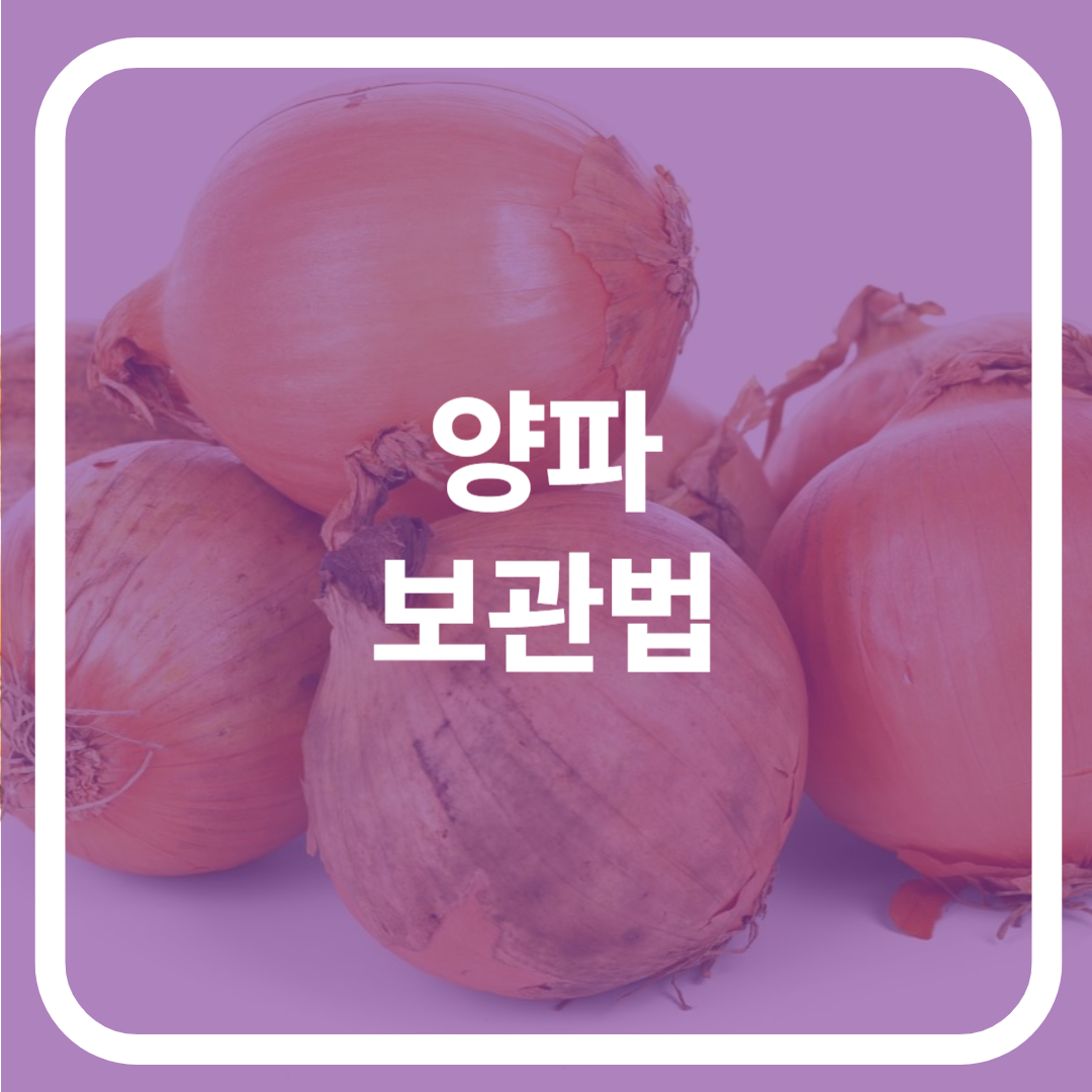 양파 보관법