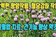 지칭개의 효능 