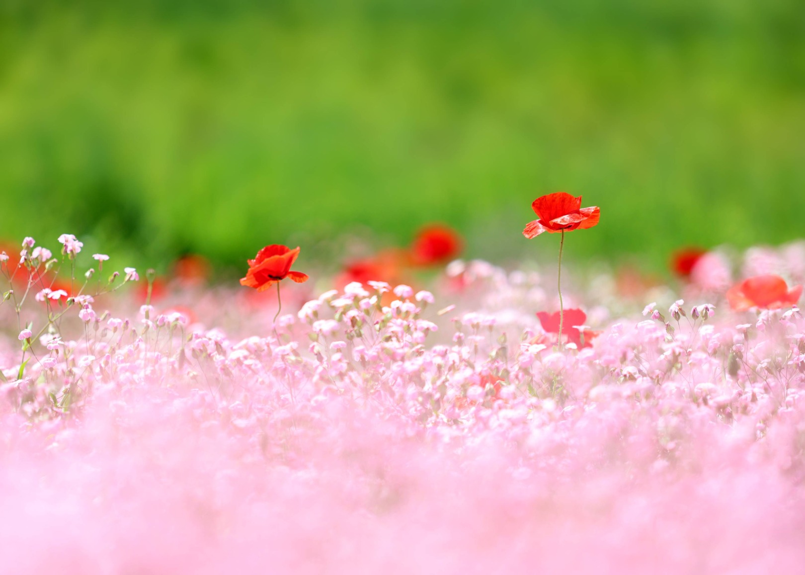 용수골꽃양귀비축제