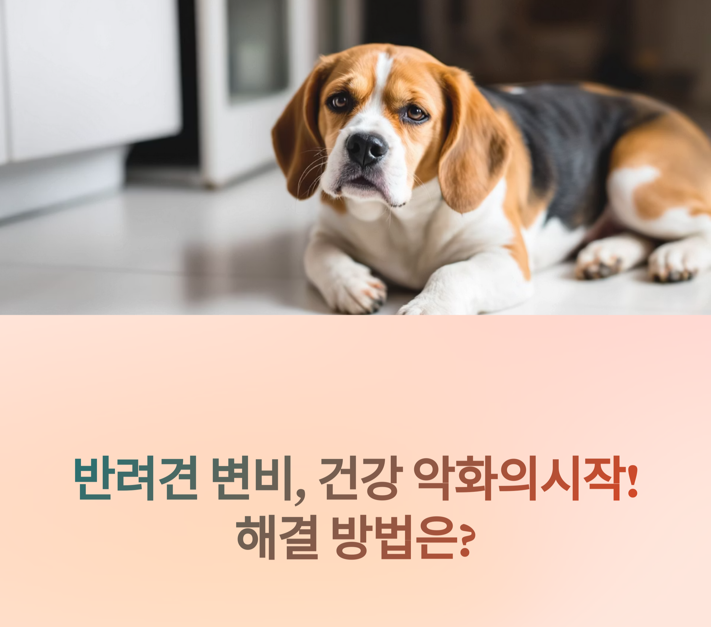 반려견 변비 해결