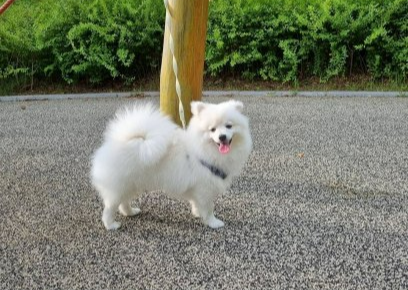 강아지2