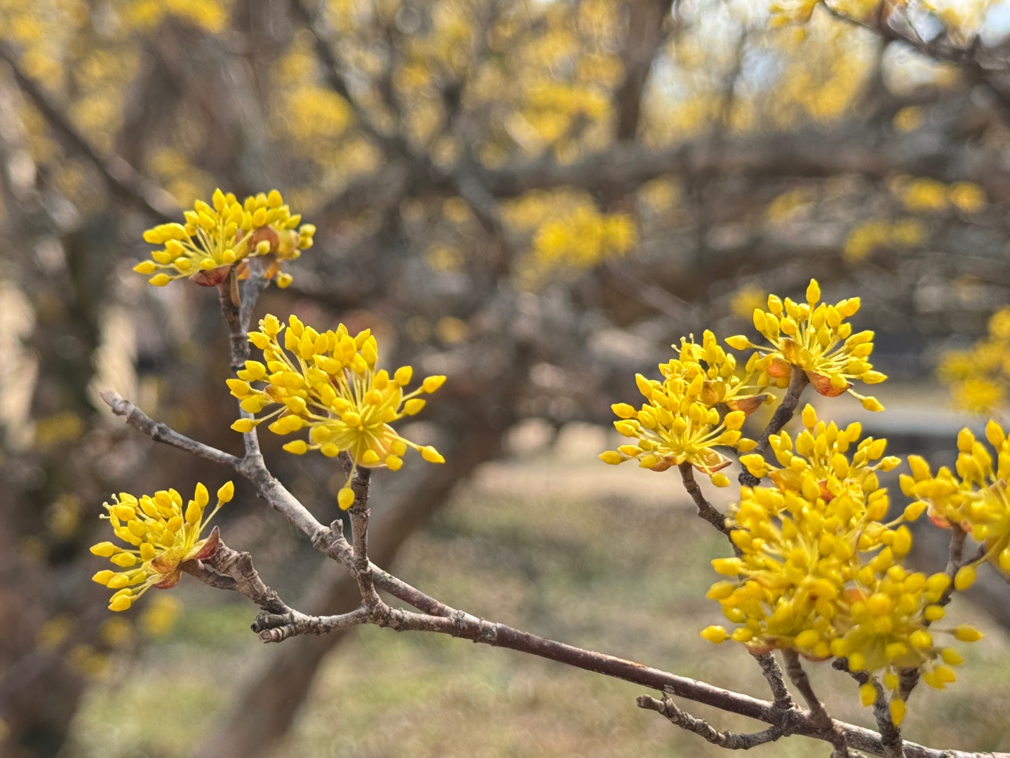 구례산수유축제