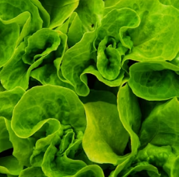 양상추 효능 부작용 고르는법 칼로리