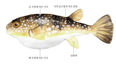 흰점복