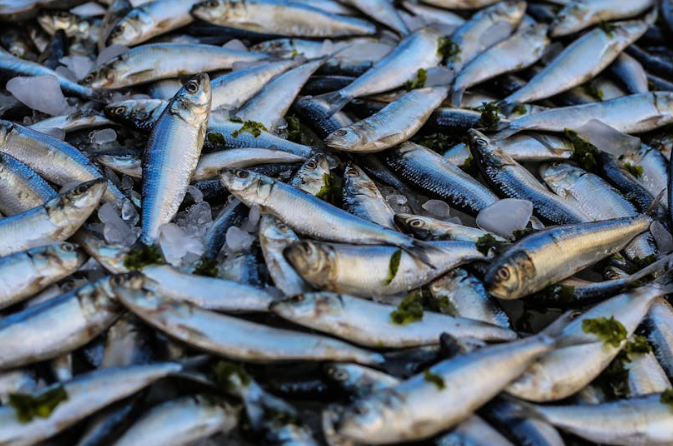 비 내리는 물고기