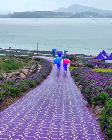 2025 퍼플섬 라벤더 축제