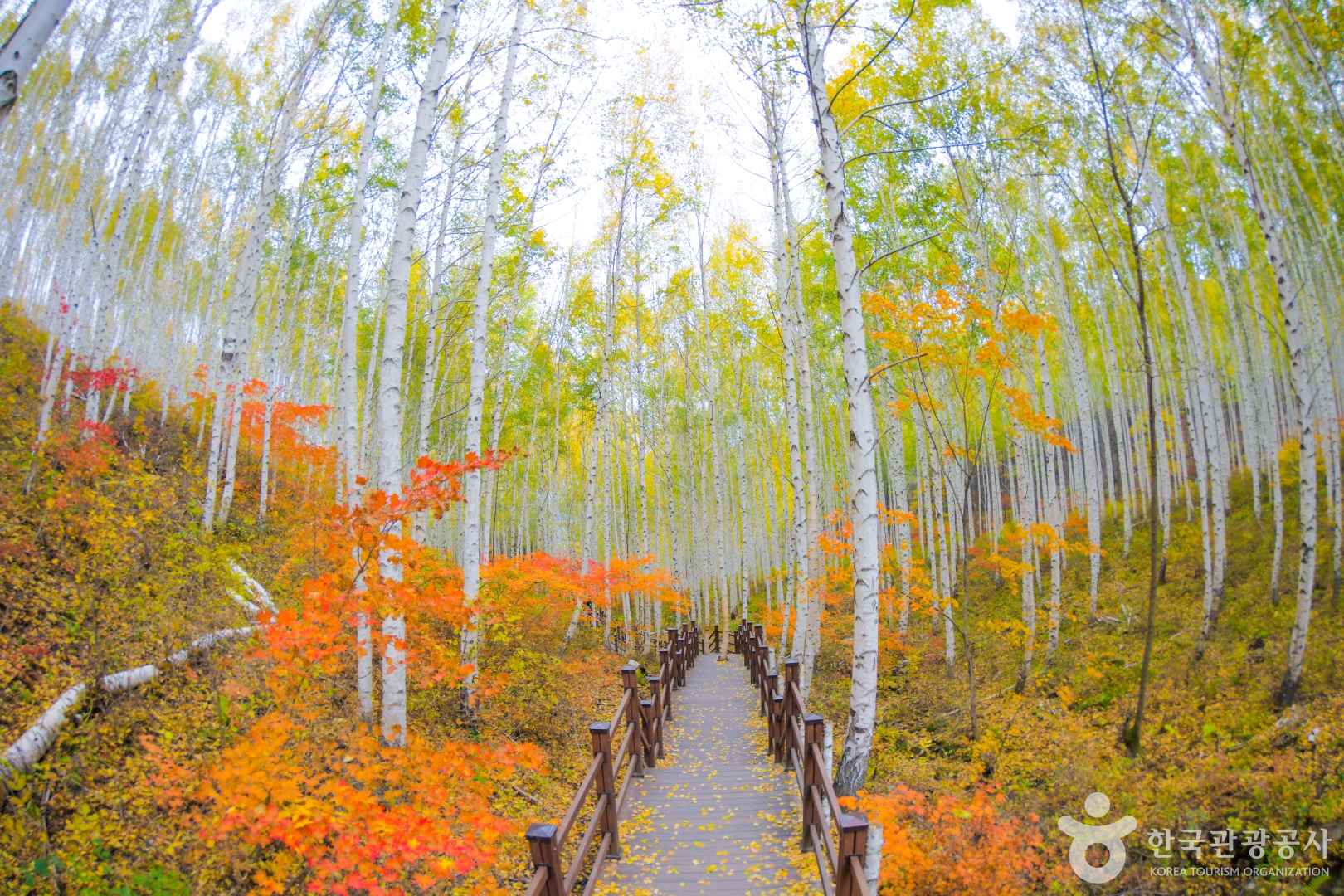 인제 자작나무숲