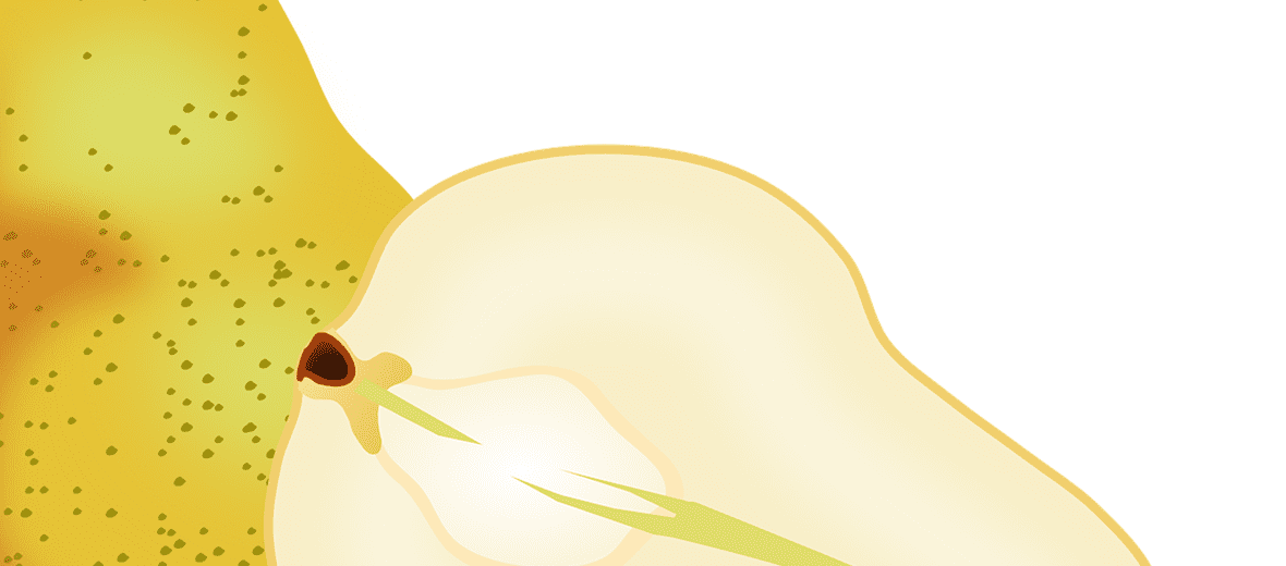 과일 배 사진 - 23