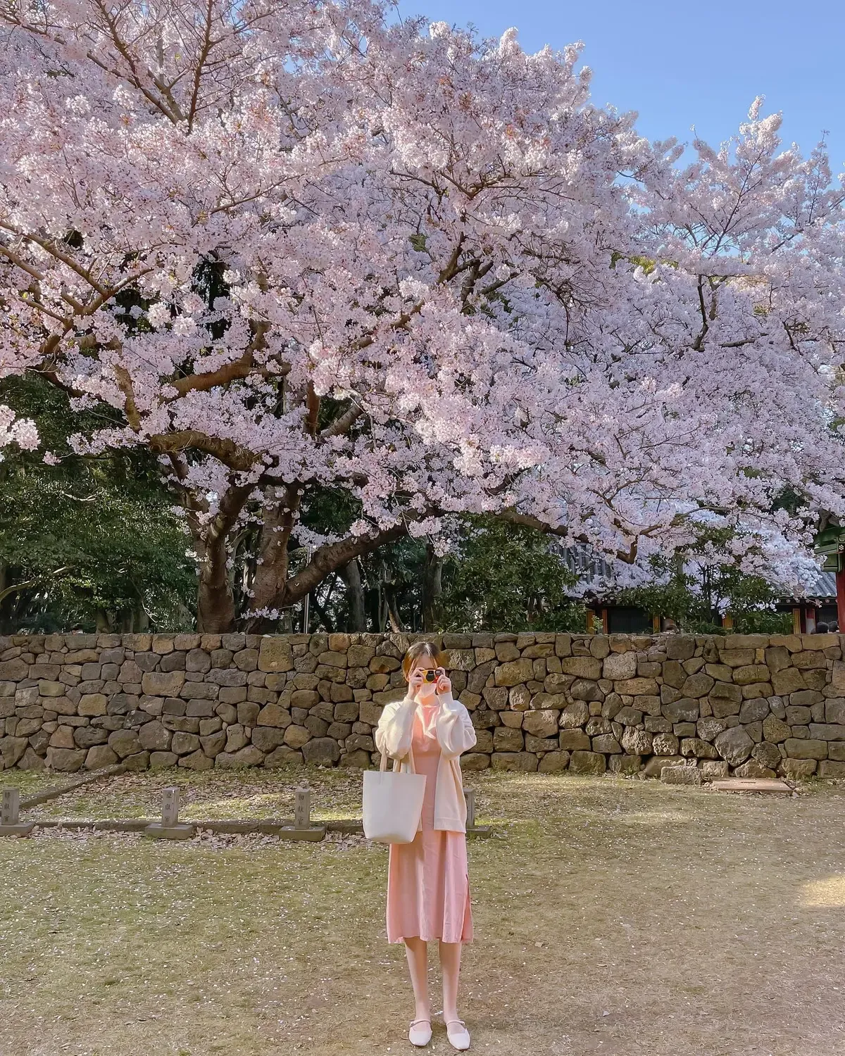 제주 벚꽃 명소 추천 아무도 모르는 명소_7