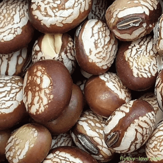 성인병 예방에 효과적인 밤콩