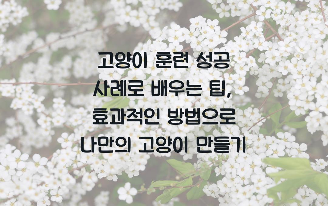 고양이 훈련 성공 사례로 배우는 팁
