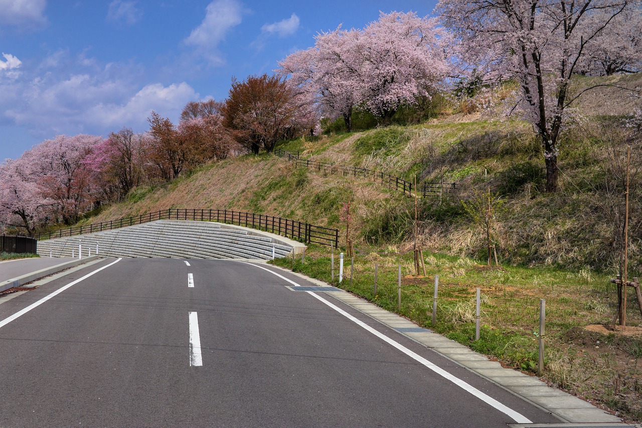 벚꽃 도로 사진
