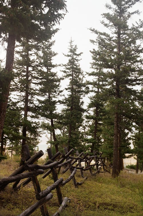 집에서 키우기 쉬운 공기정화 식물 7가지와 관리 노하우