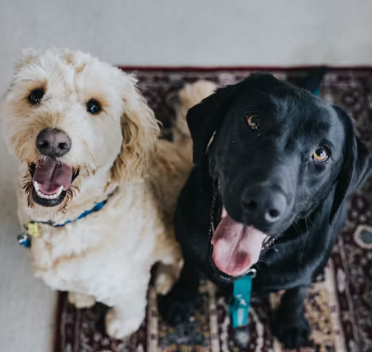 동물보건사에 대하여 알아보기