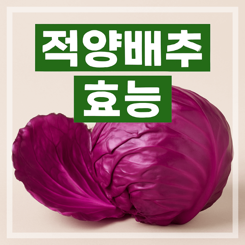 적양배추 효능 이미지