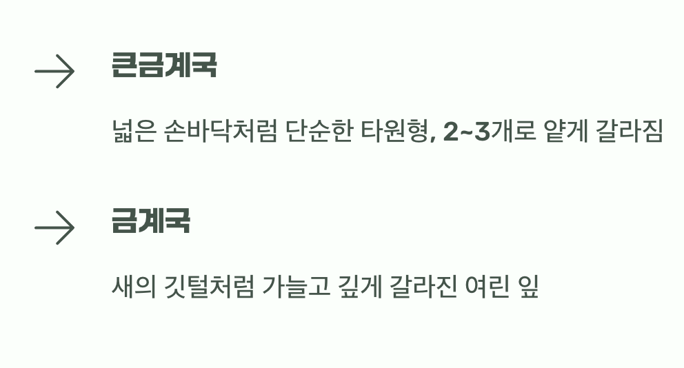 손바닥을 닮은 잎 vs 깃털을 닮은 잎