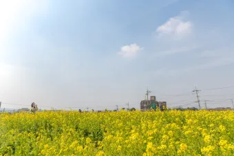 제주 유채꽃 개화 시기 봄 여행 필수 코스_20