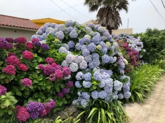 6월 제주도 아이와 함께 가볼만한곳 10곳 완벽 추천 리스트_21