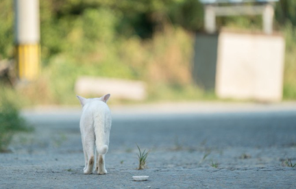 밖을 걷는 흰 고양이.