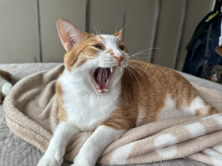 입이_찢어질듯_하품하는_호야