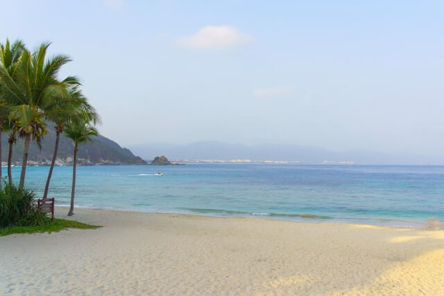 야자수가 있는 제주도 해변가, 푸른 바다와 하얀 모래사장