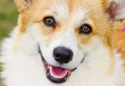 개의 눈이 빨갛고 충혈