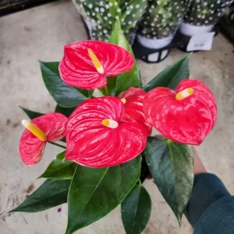 안스리움 키우기, 관리법, 꽃말, 번식, 화분, 수경재배, 분갈이_33