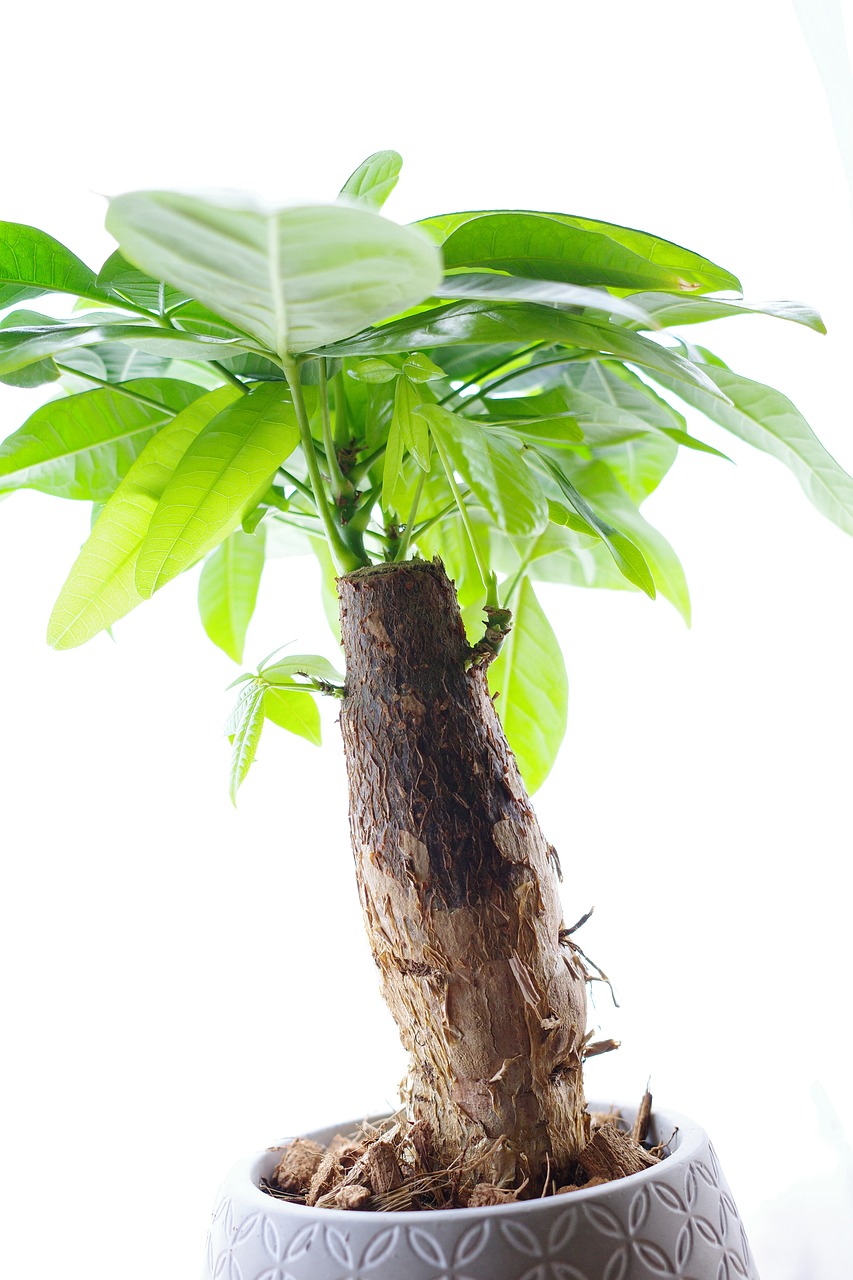 파키라 키우기 가치지기, 물주기 방법 꽃말은