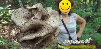 능이버섯 채취시기 산행 정보를 정리_22