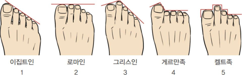 발가락 길이와 성격의 관계