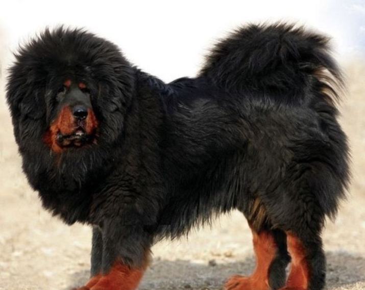 몽골 토종 강아지 관련 사진