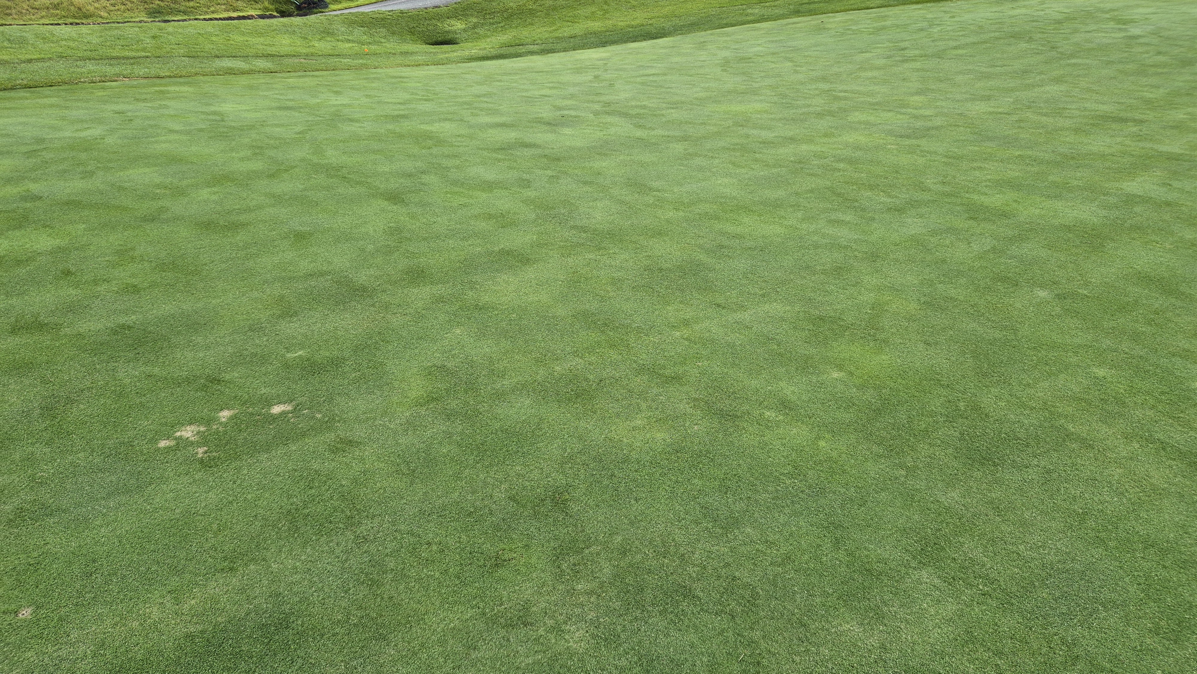 서산수cc 그린 관리 상태