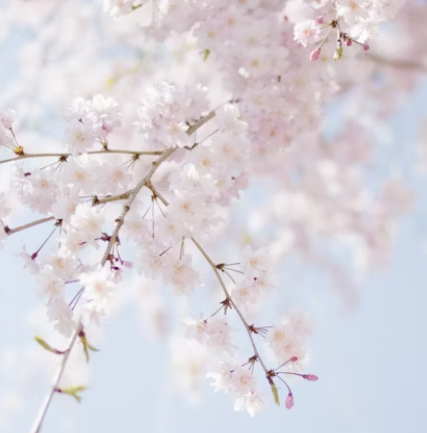 일본 벚꽃 여행 추천지