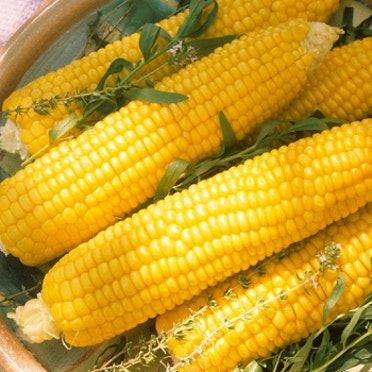 초당옥수수 삶는 방법(버터구이&amp;#44; 솥밥 등)