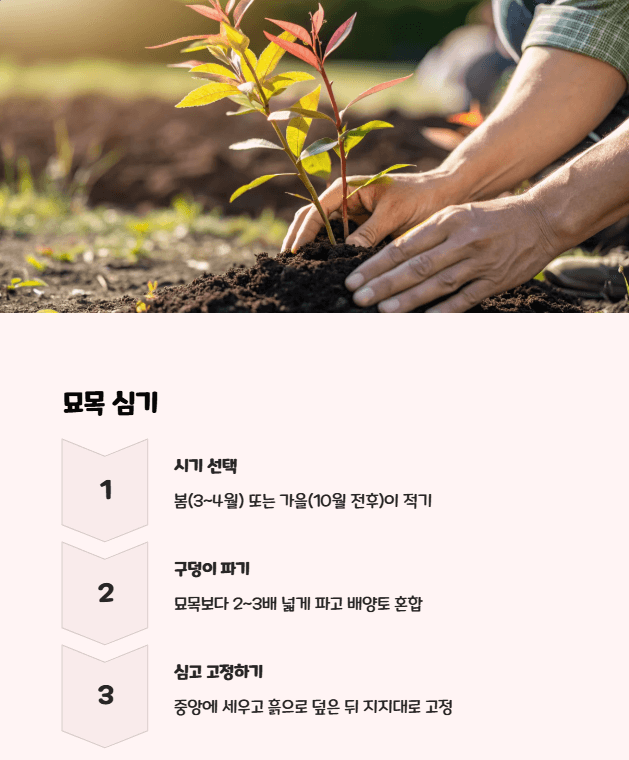 삼색 버드나무