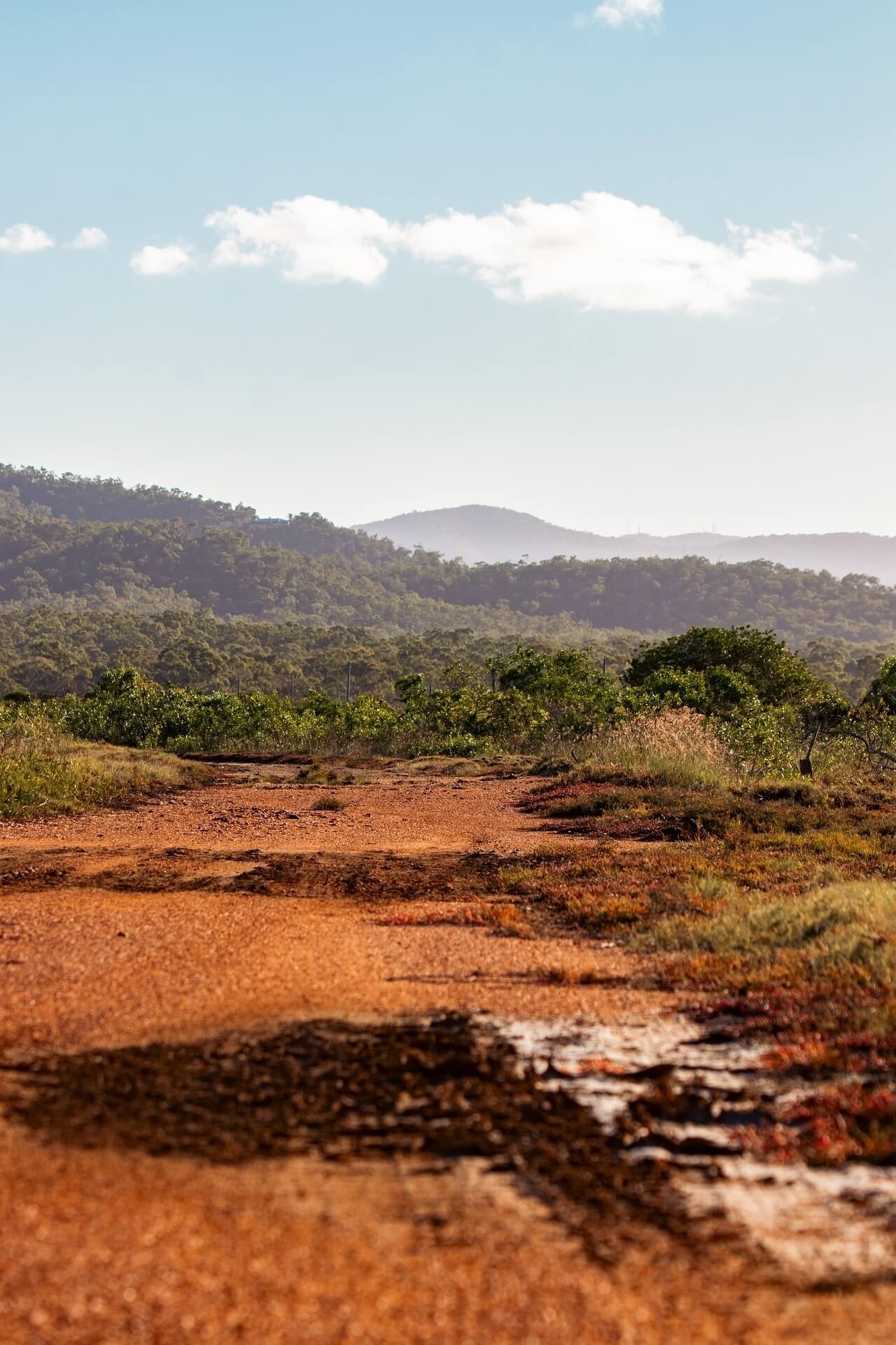 도시 틈새 초소형 생태계의 회복력을 직접 확인한 복원 프로젝트 실험 보고서
