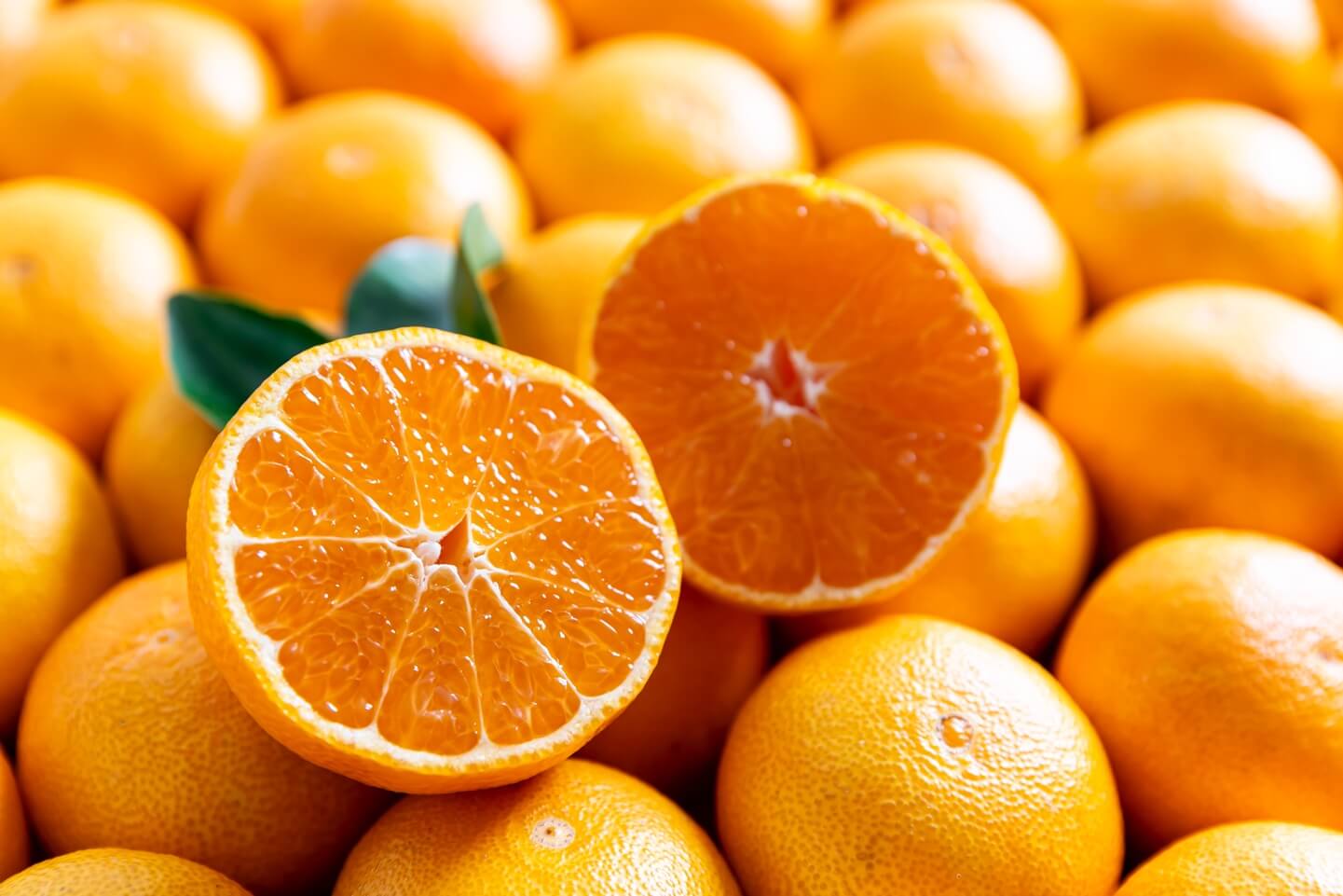 11월 제철과일 귤