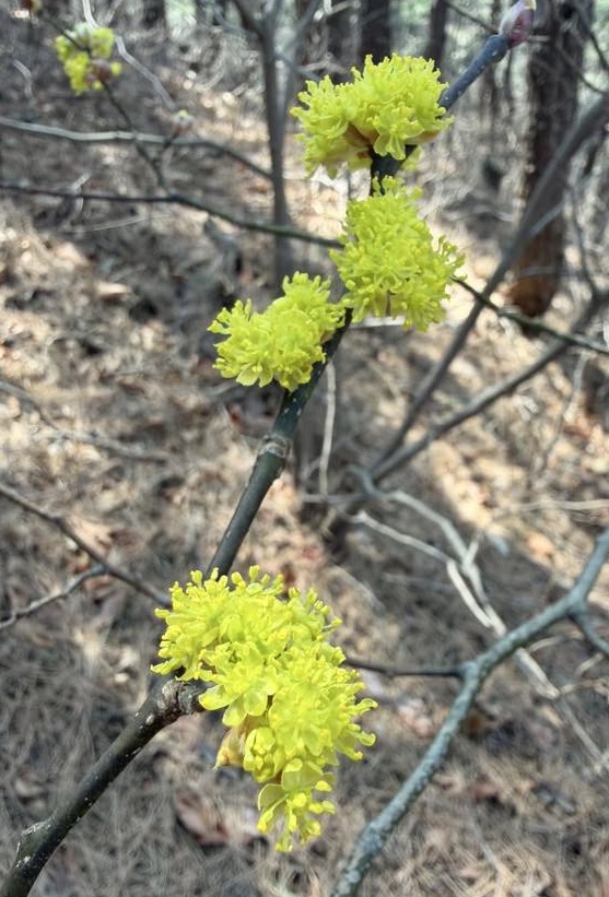 벚꽃 개화시기 4월 7일? 산림청 개화지도로 보는 2026 봄꽃 개화시기 관련사진