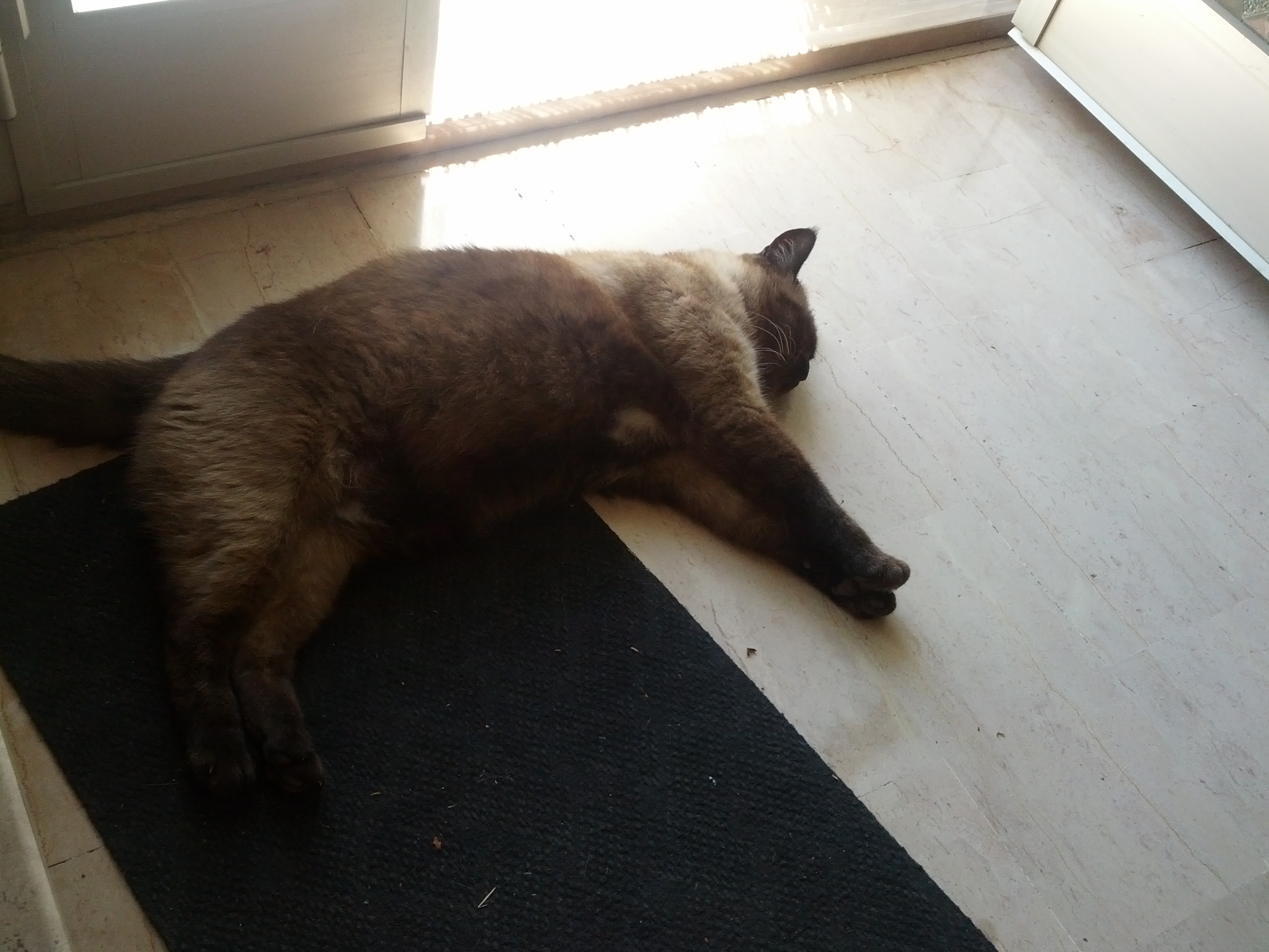 고양이 다이어트 관련 사진