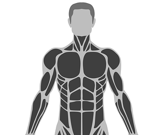 가슴부분의 근육 muscles of thorax