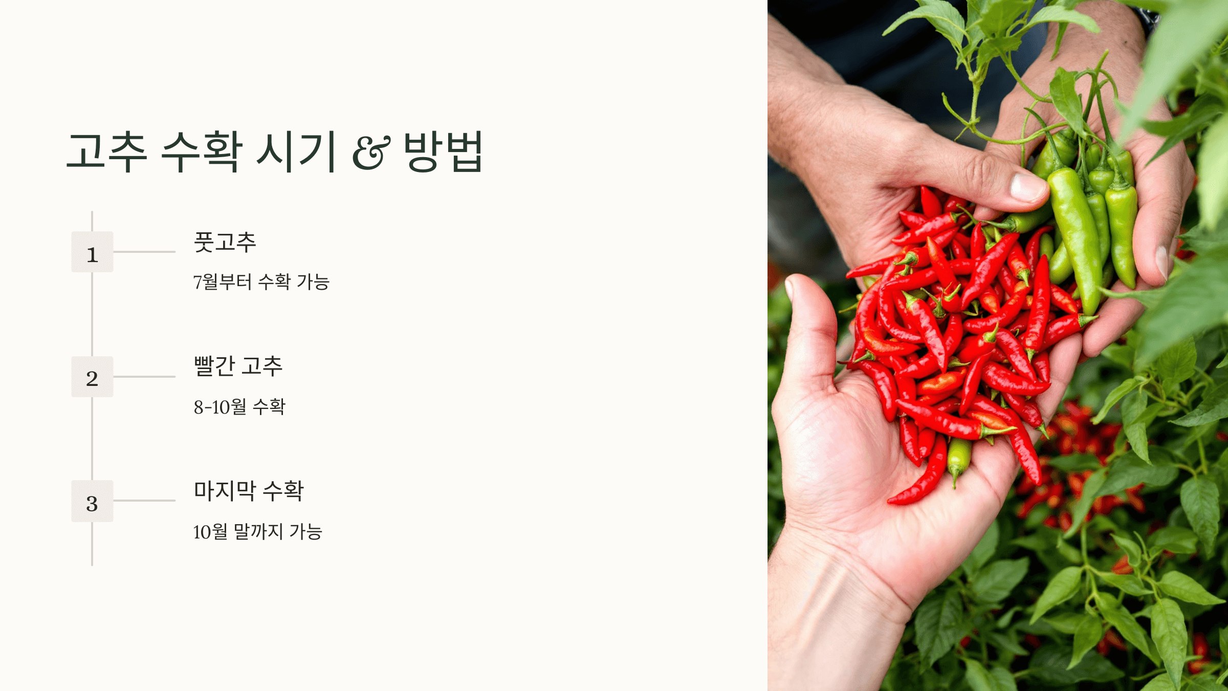 고추 사진입니다.