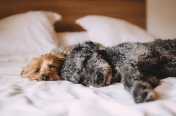 꿈을 통해 배우는 동물들 학습과 기억의 연결 고리