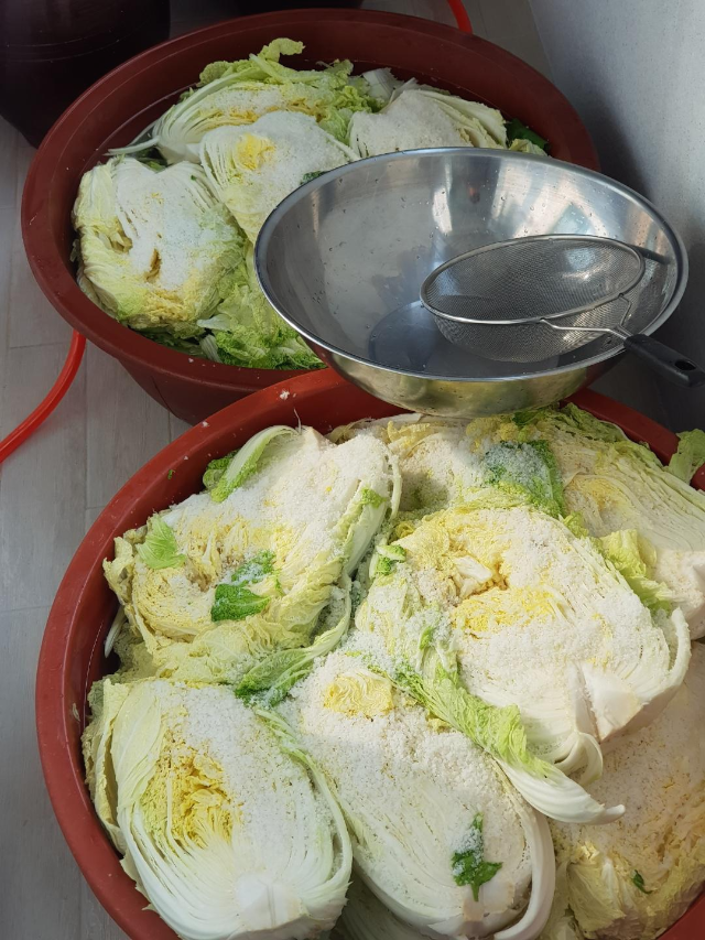 올해김장배추가격