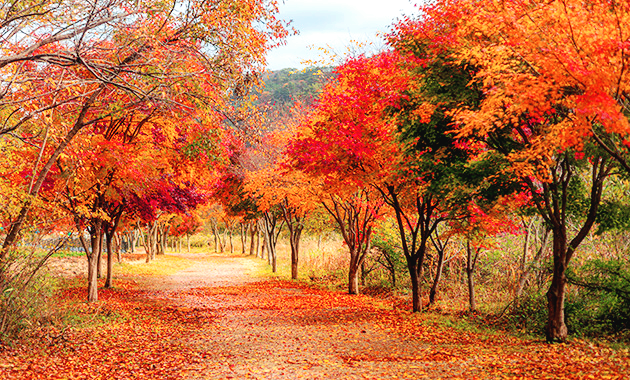 부안 변산반도국립공원 단풍