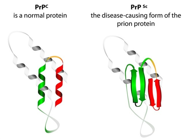 Prion