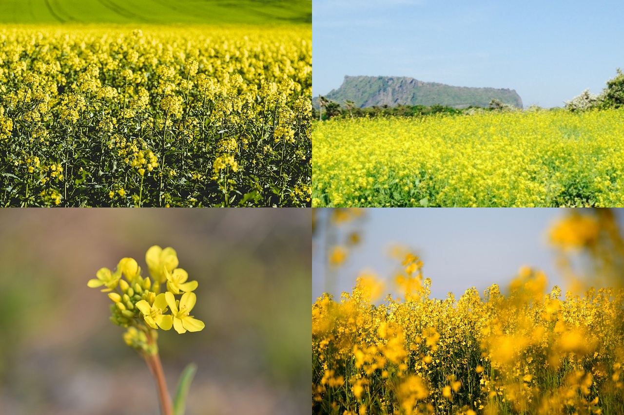 제주도 유채꽃 개화시기