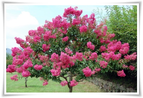 화초 "배롱나무" 한여름 100일 동안 피어나는 정원의 보석!