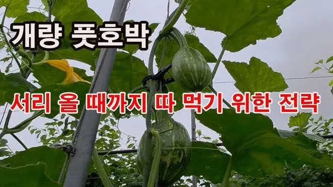 애호박 재배 꽃 관리 수분 받기 토양 배수 개선_9